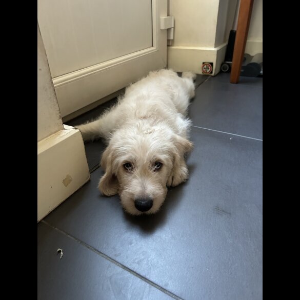 Labradoodle - Dogs