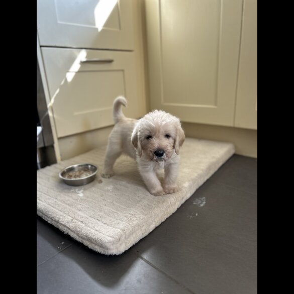 Labradoodle - Dogs
