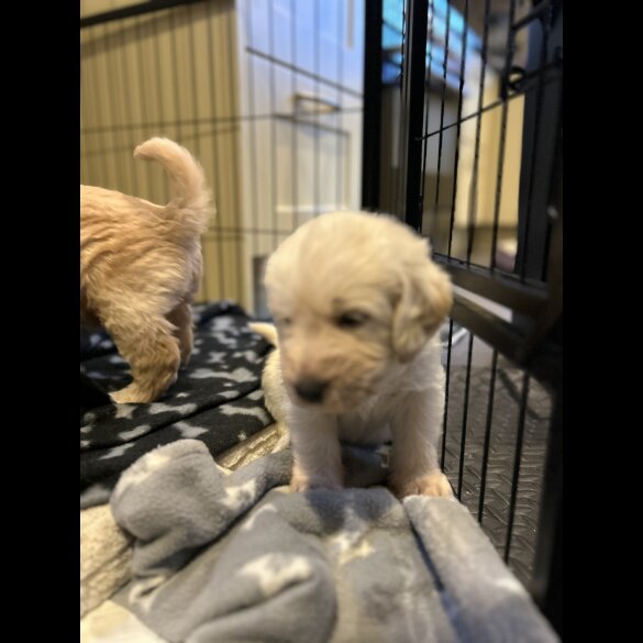 Labradoodle - Dogs