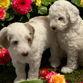Labradoodle - Dogs