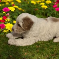 Labradoodle - Dogs