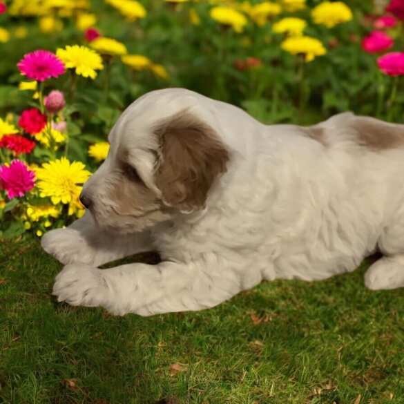 Labradoodle - Dogs