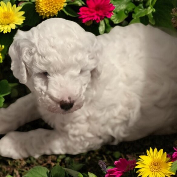 Labradoodle - Dogs