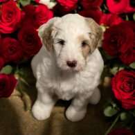 Labradoodle - Dogs