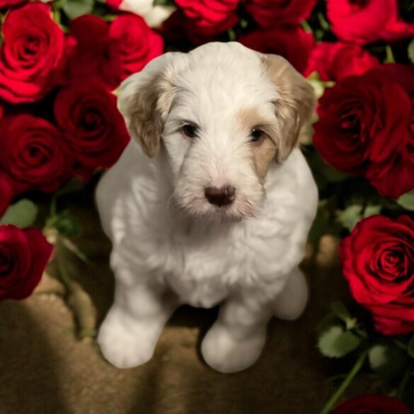 Labradoodle - Dogs