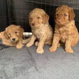 Labradoodle - Both