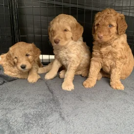Labradoodle - Both