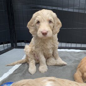 Labradoodle - Both