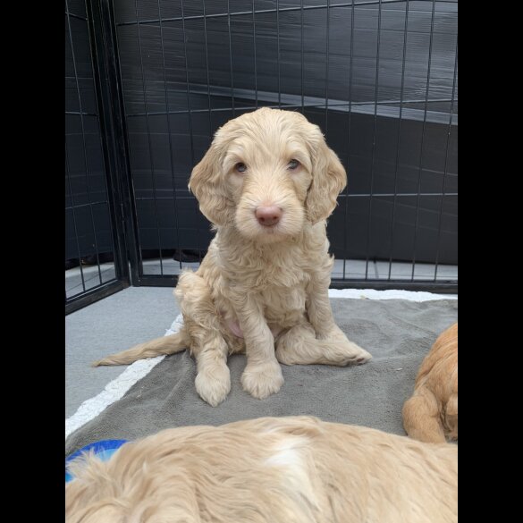 Labradoodle - Both