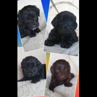 Labradoodle - Both
