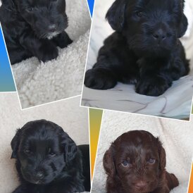 Labradoodle - Both