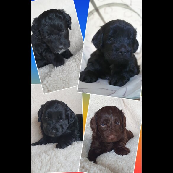 Labradoodle - Both