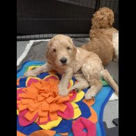 Labradoodle - Both
