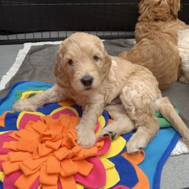 Labradoodle - Both