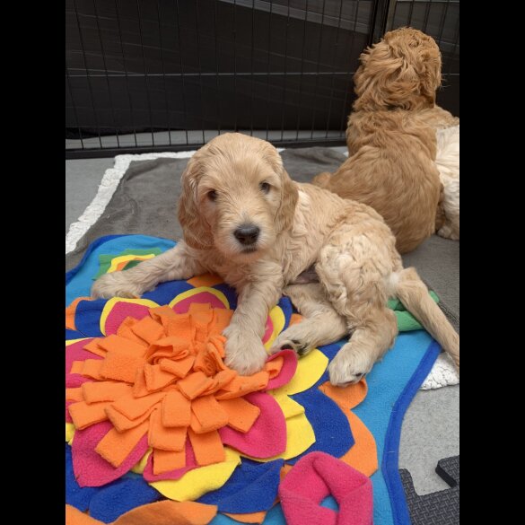 Labradoodle - Both