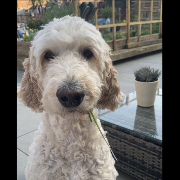 Labradoodle - Both