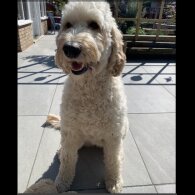 Labradoodle - Both