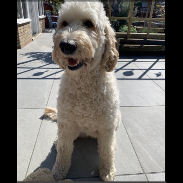 Labradoodle - Both