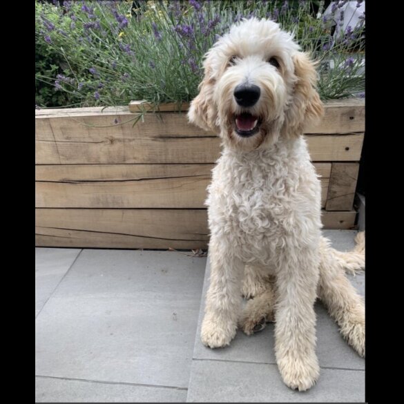 Labradoodle - Both
