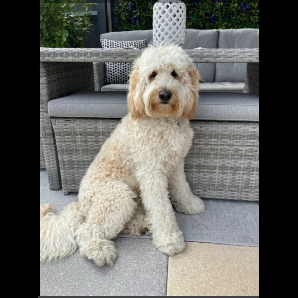 Labradoodle - Both