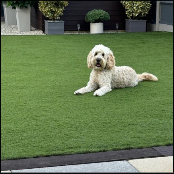Labradoodle - Both