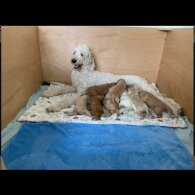 Labradoodle - Both