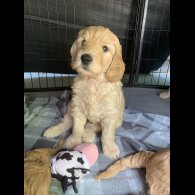 Labradoodle - Both