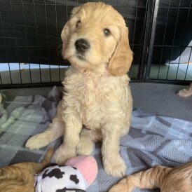 Labradoodle - Both