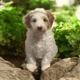 Labradoodle - Dogs