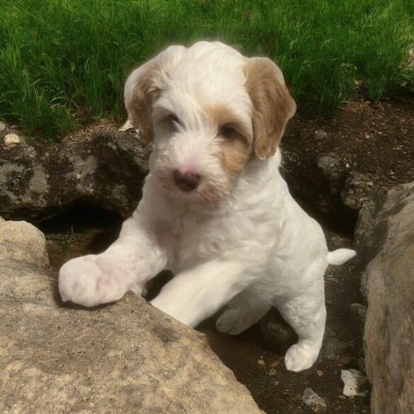 Labradoodle - Dogs