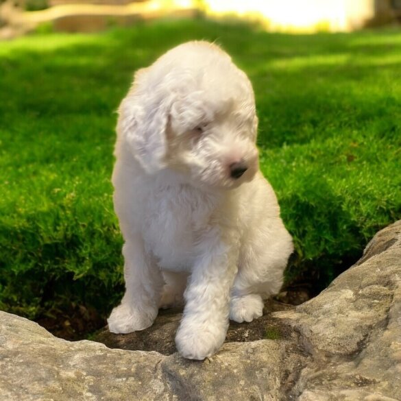 Labradoodle - Dogs