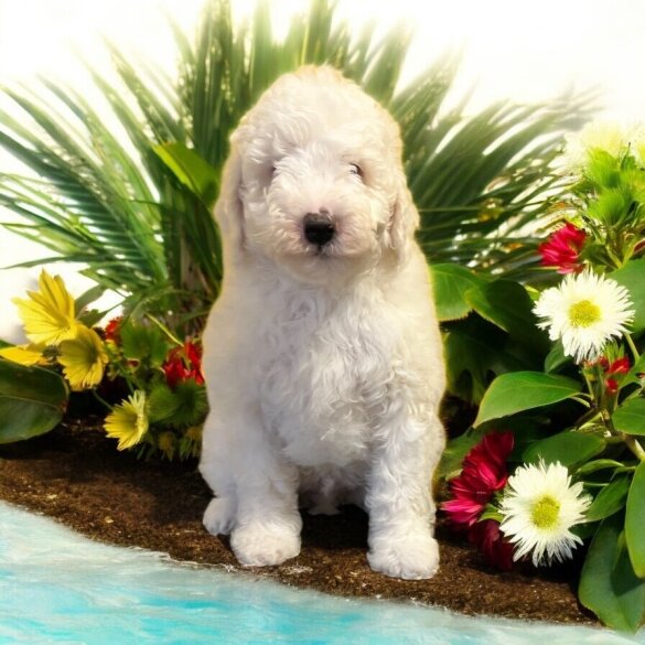 Labradoodle - Dogs