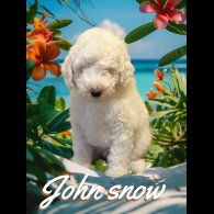 Labradoodle - Dogs