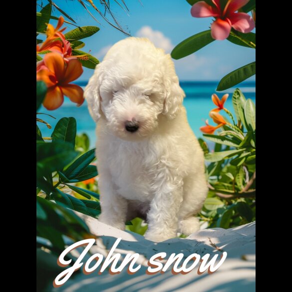 Labradoodle - Dogs