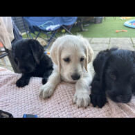 Labradoodle - Dogs
