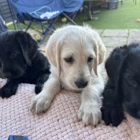 Labradoodle - Dogs