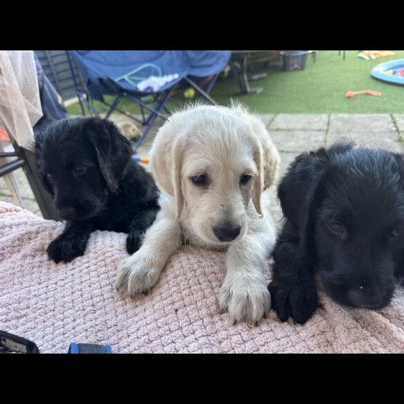 Labradoodle - Dogs