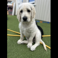 Labradoodle - Dogs