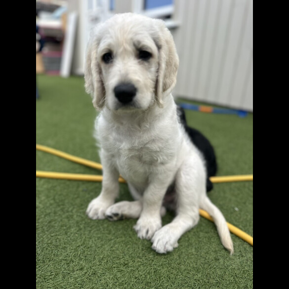 Labradoodle - Dogs