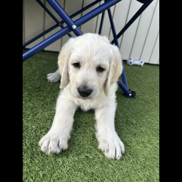 Labradoodle - Dogs