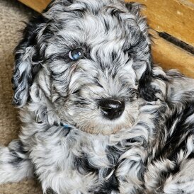 Labradoodle - Both