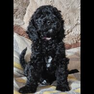 Labradoodle - Both