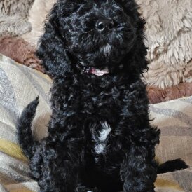 Labradoodle - Both