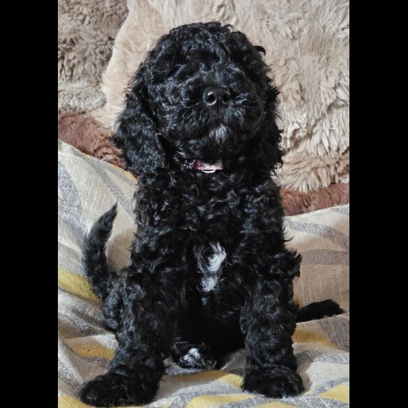 Labradoodle - Both