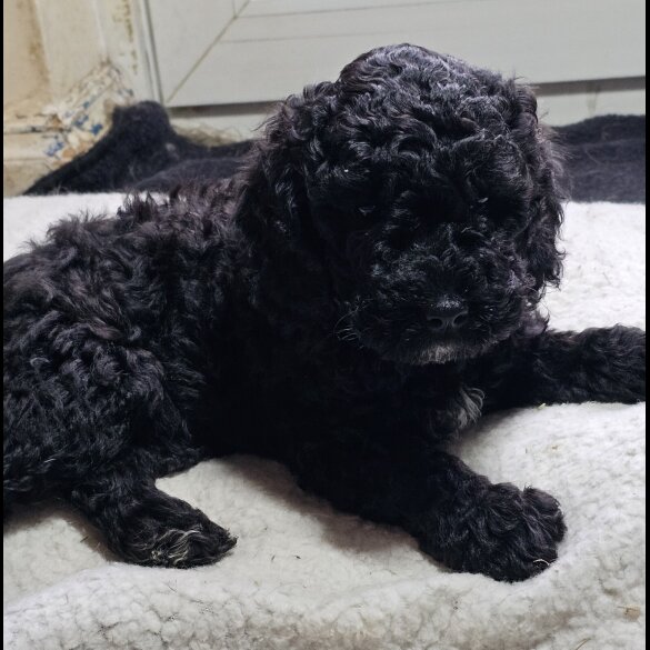 Labradoodle - Both