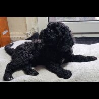 Labradoodle - Both