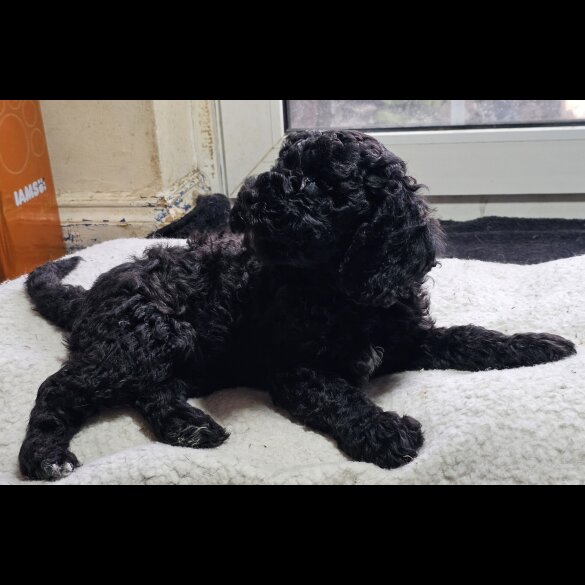 Labradoodle - Both