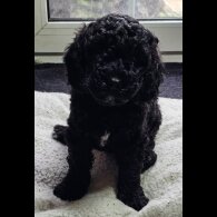 Labradoodle - Both