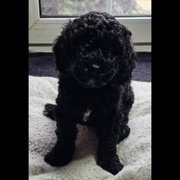 Labradoodle - Both