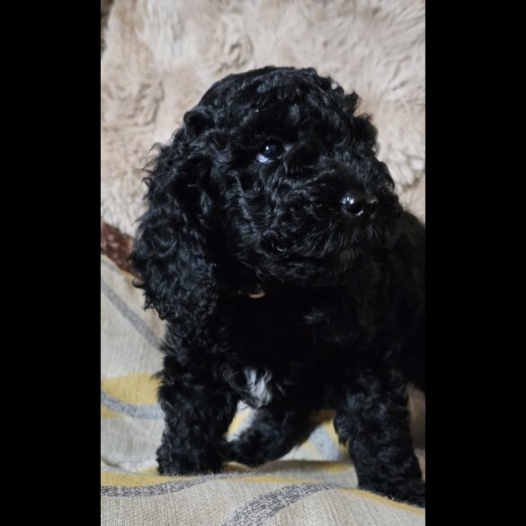 Labradoodle - Both